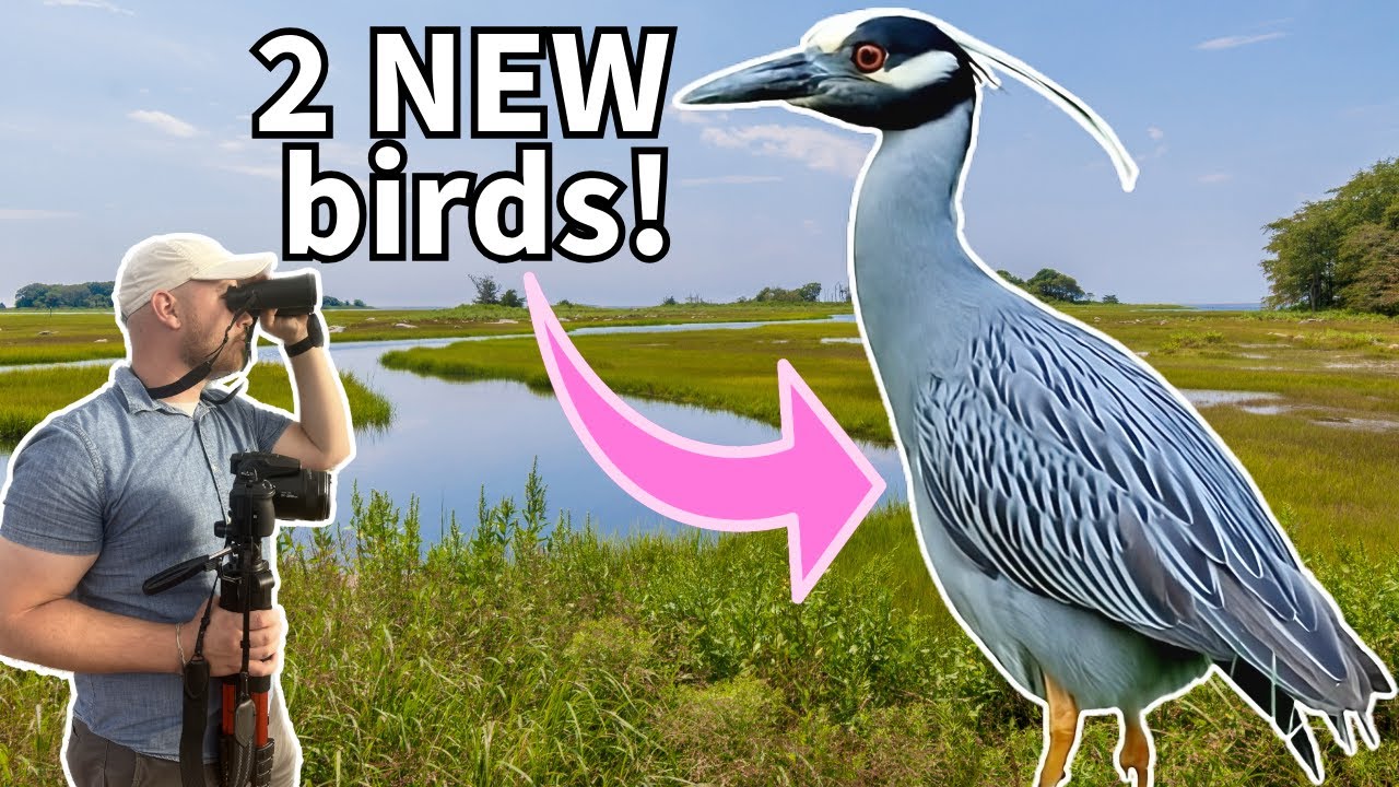Finding INCREDIBLE birds at San Joaquin Marsh