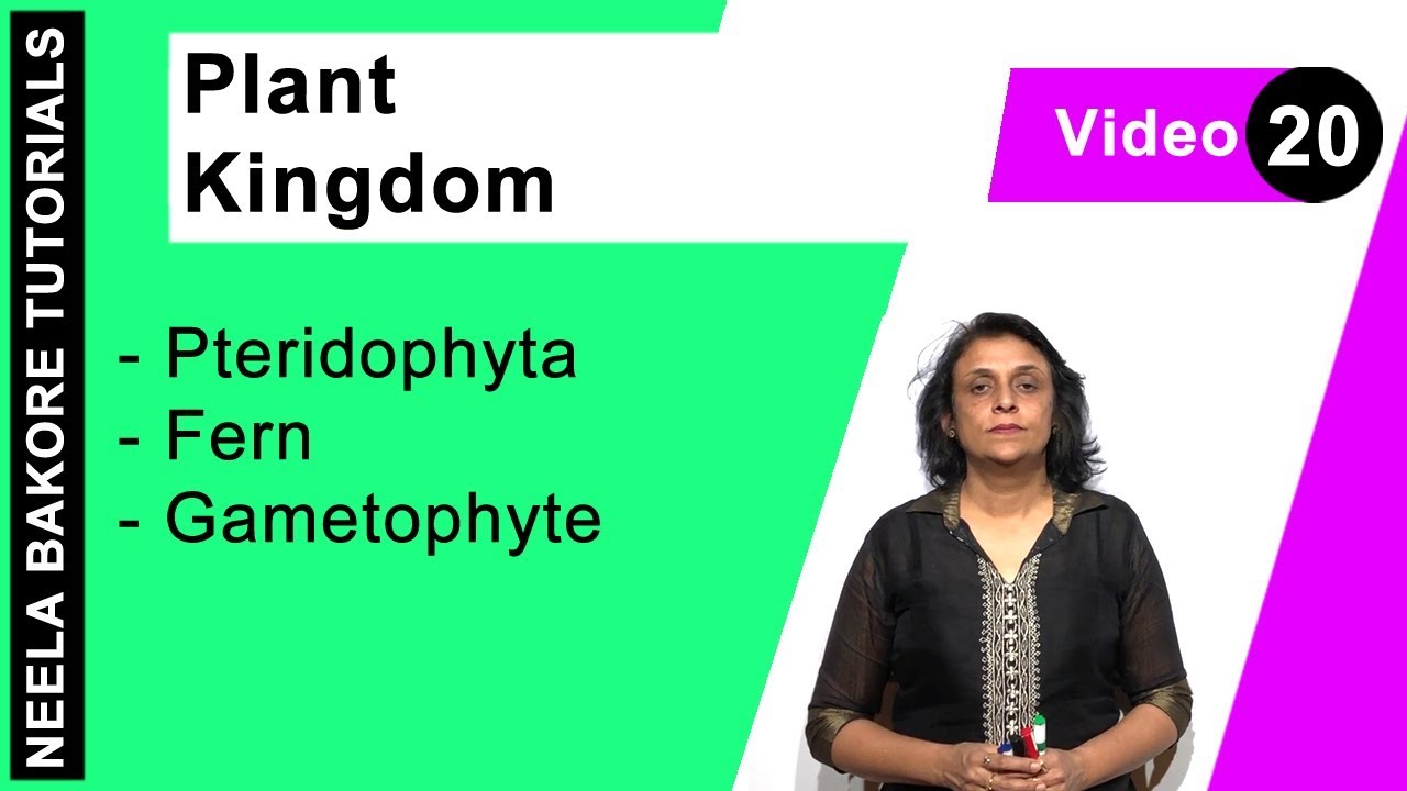 Plant Kingdom | NEET | Pteridophyta - Fern - Gametophyte | Neela Bakore Tutorials
