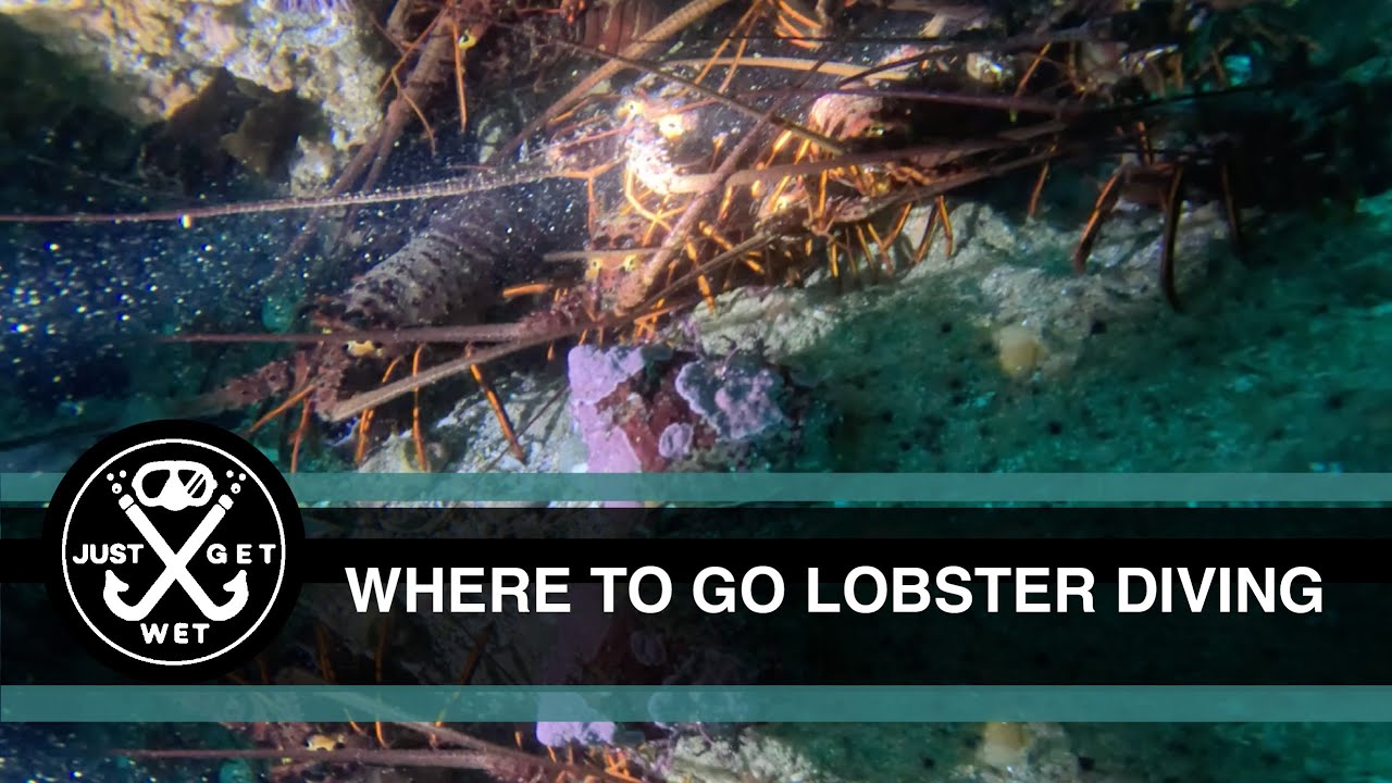 Where to find spiny lobsters in Southern California