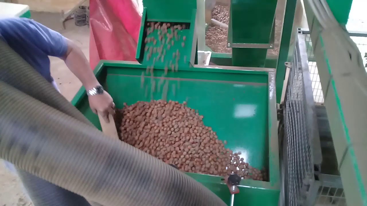 Cile-lavorazione nocciole-Giampi costruzione macchine agricole