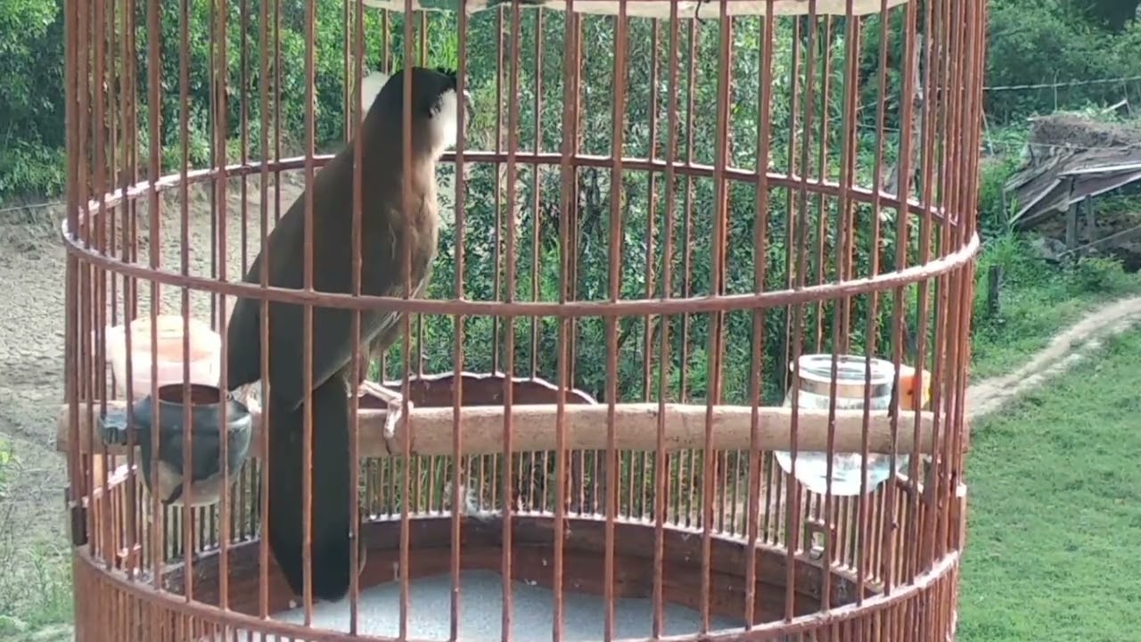 Sab hwj Đăk Lăk quaj suab zoo noog