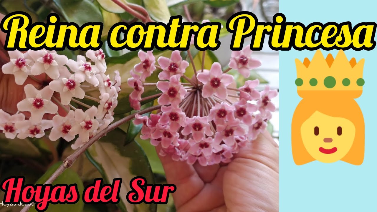 REINA o PRINCESA?? Diferencias entre Krimson Queen y Krimson Princess. Hoyas del Sur. Flor de Cera.