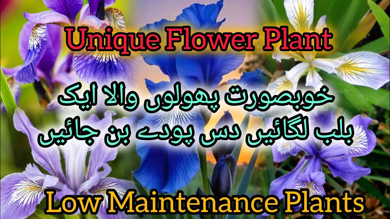 Beautiful Flower Plant Iris Grow From Cutting | Low Maintenance Plant 