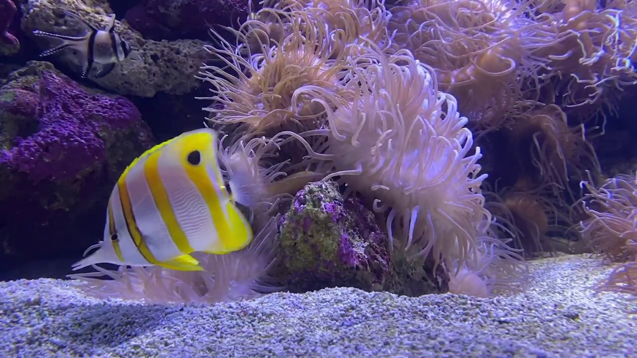 Calming Sea Anemone video | SEA LIFE Sydney Aquarium