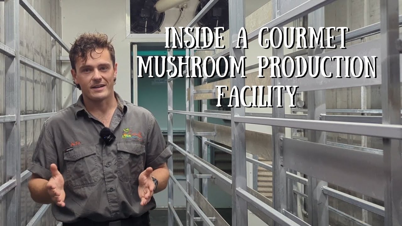 We Built the Perfect Environment for Gourmet Mushrooms (Fruiting Room Walkthrough)