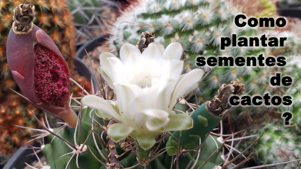 Aprenda o passo a passo como semear e germinar sementes de cactos na @raizama.garden