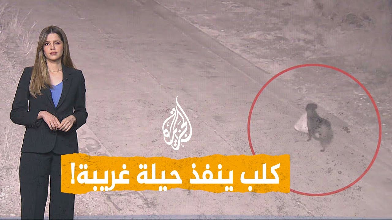 شبكات| حيلة غريبة من كلب.. والشرطة تعتقل مالكه!