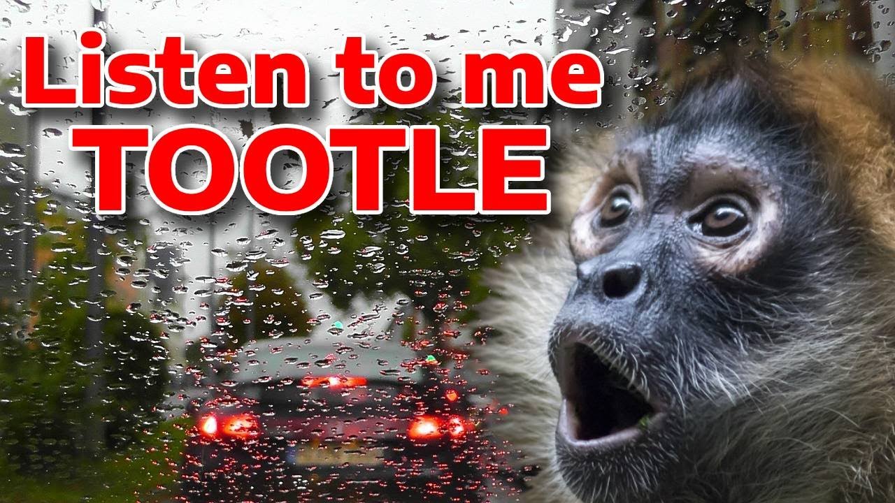 Listen to me tootle on a very rainy morning