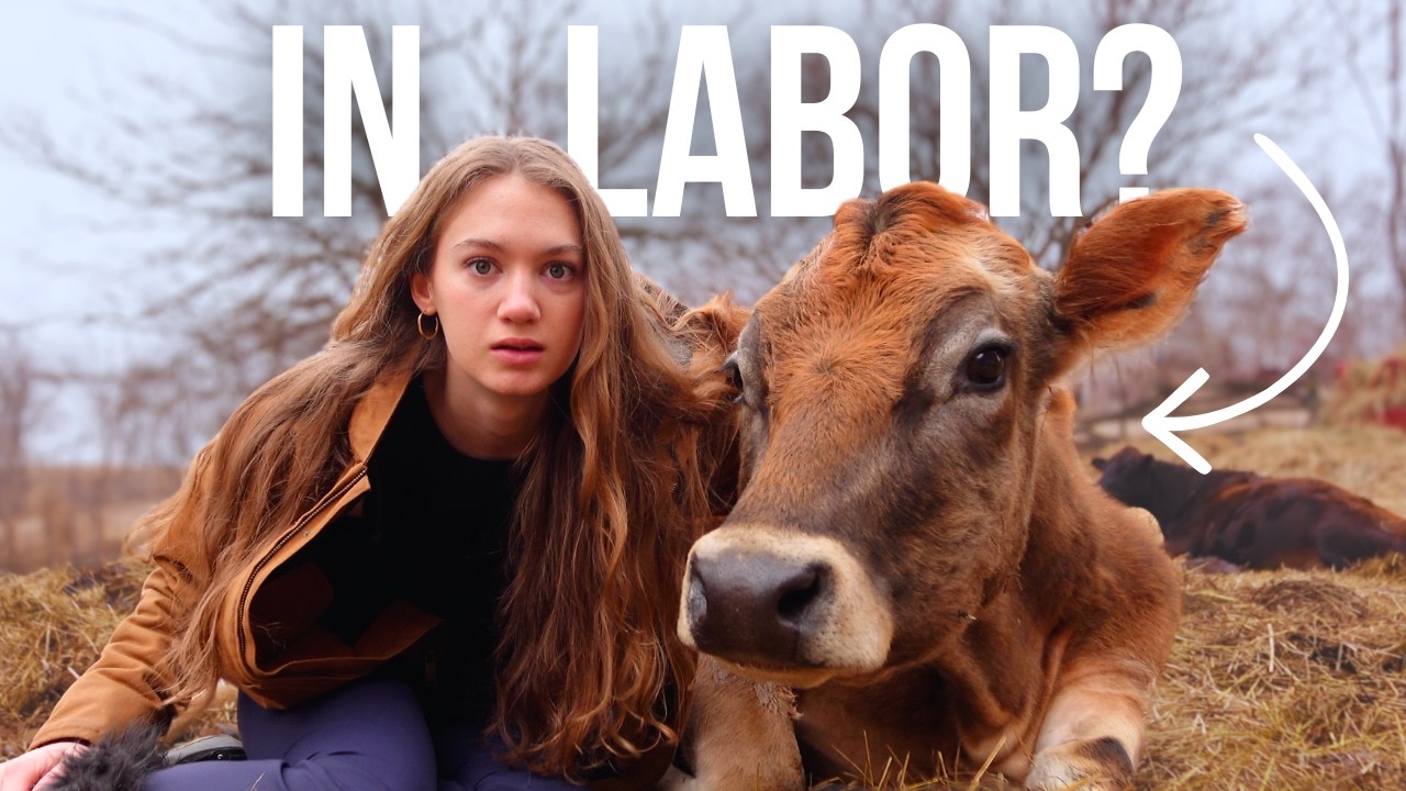 Baby Animal prep on the Farm | We have to HURRY!