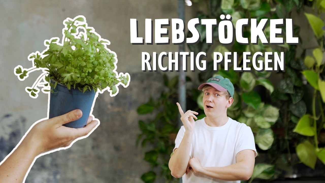 Das LECKERSTE Küchenkraut! Die ultimativen Pflegetipps für Maggikraut ⚠️ (Liebstöckel)