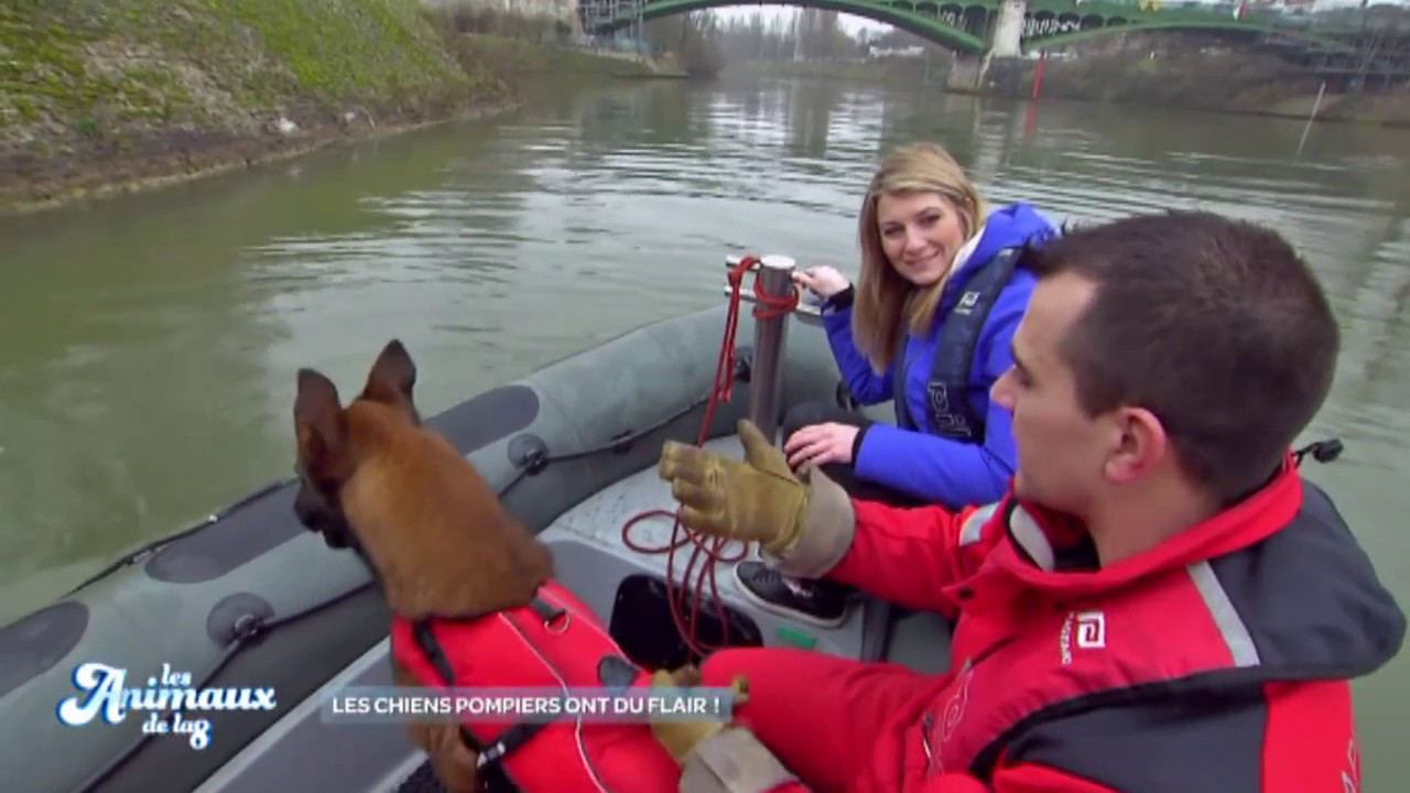 Les animaux de la 8