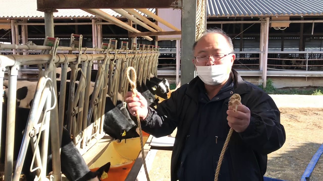 牛用簡易頭絡　牛をつかまえてみた（鼻かけ編）