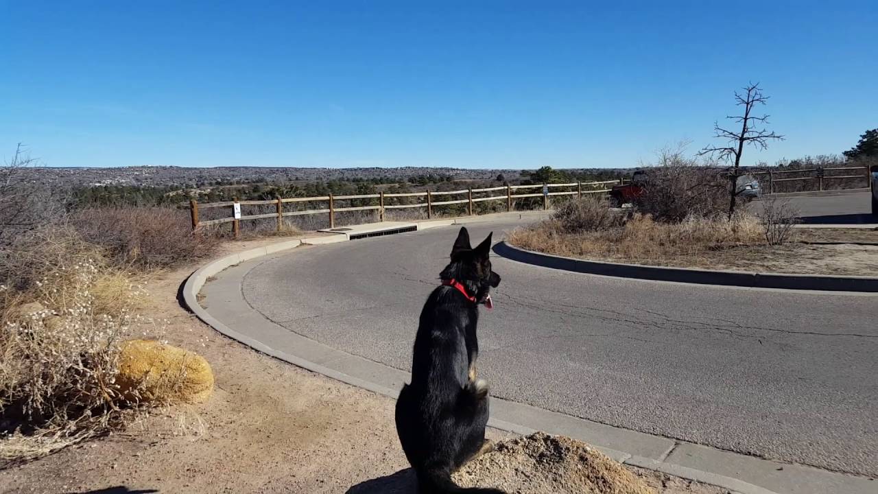 From Rambunctious Pup to Well-Behaved Companion | Stylo's Obedience Dog Training Journey