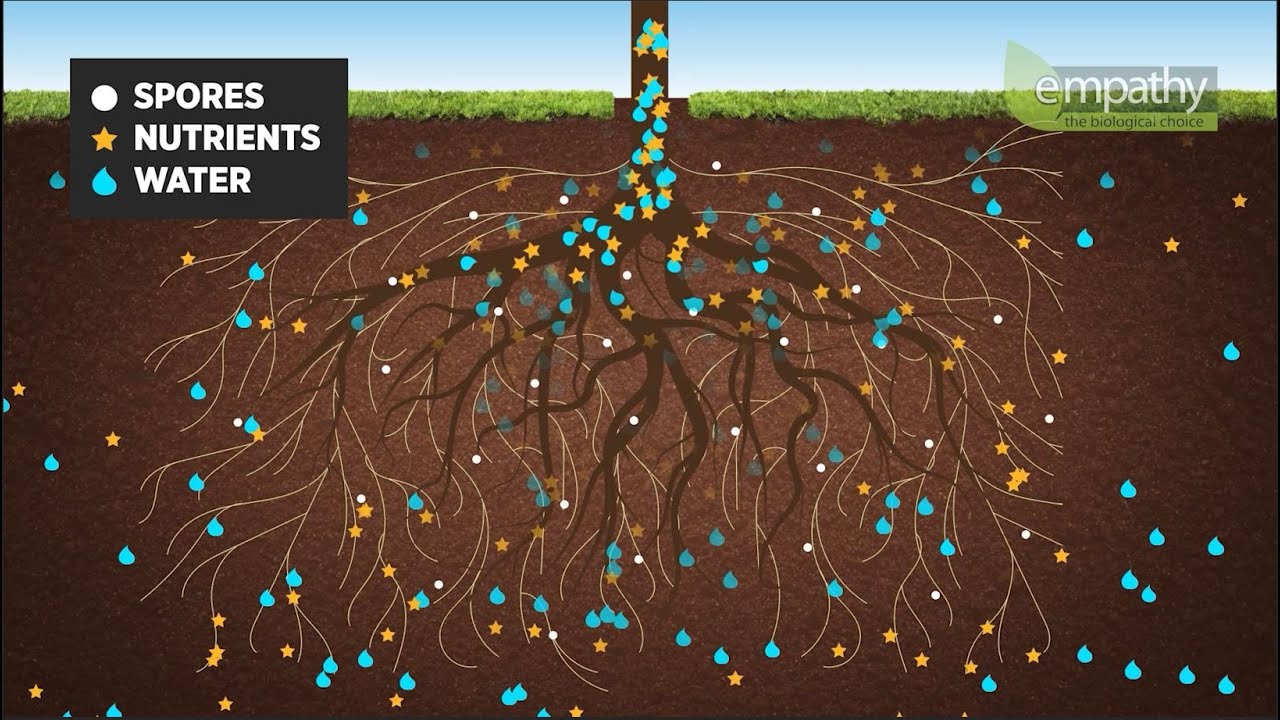 Beneficial Bacteria in Bonsai Part 2 - Empathy Mycorrhizal Funghi