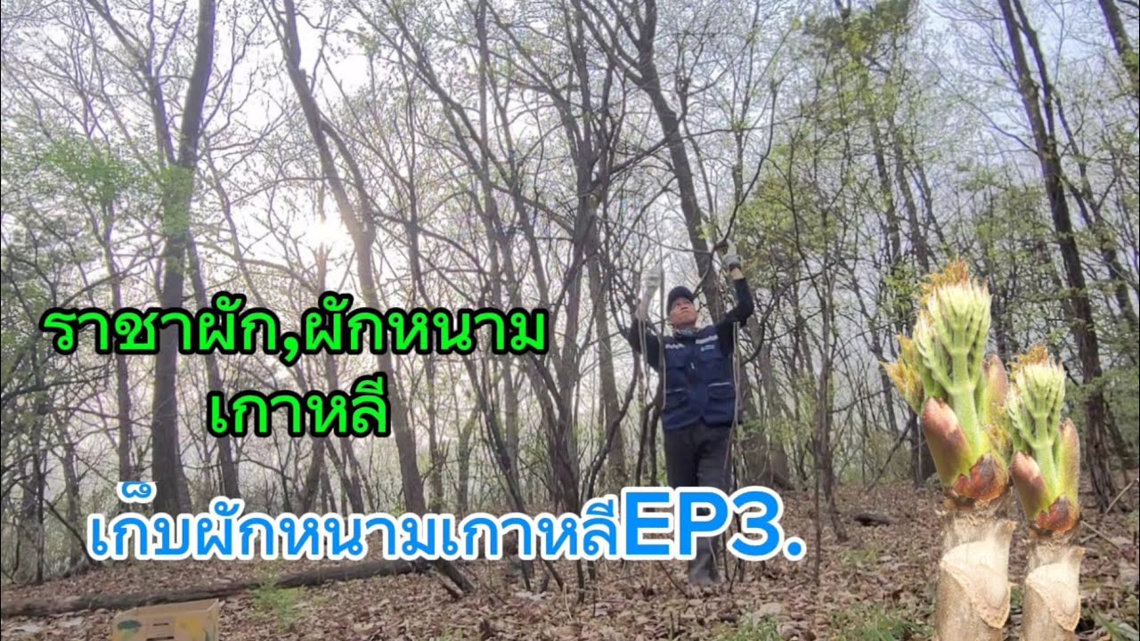 ขึ้นเขาหาเลาะเก็บผักหนามเกาหลีEP3.