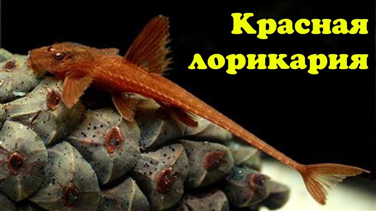 Красная лорикария - Rineloricaria sp. Red
