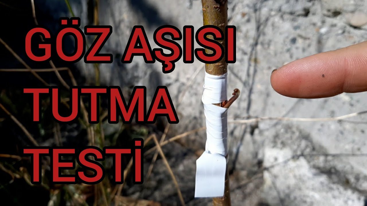 GÖZ AŞISIN DA AŞININ TUTUP TUTMADIĞI NASIL TEST EDİLİR?