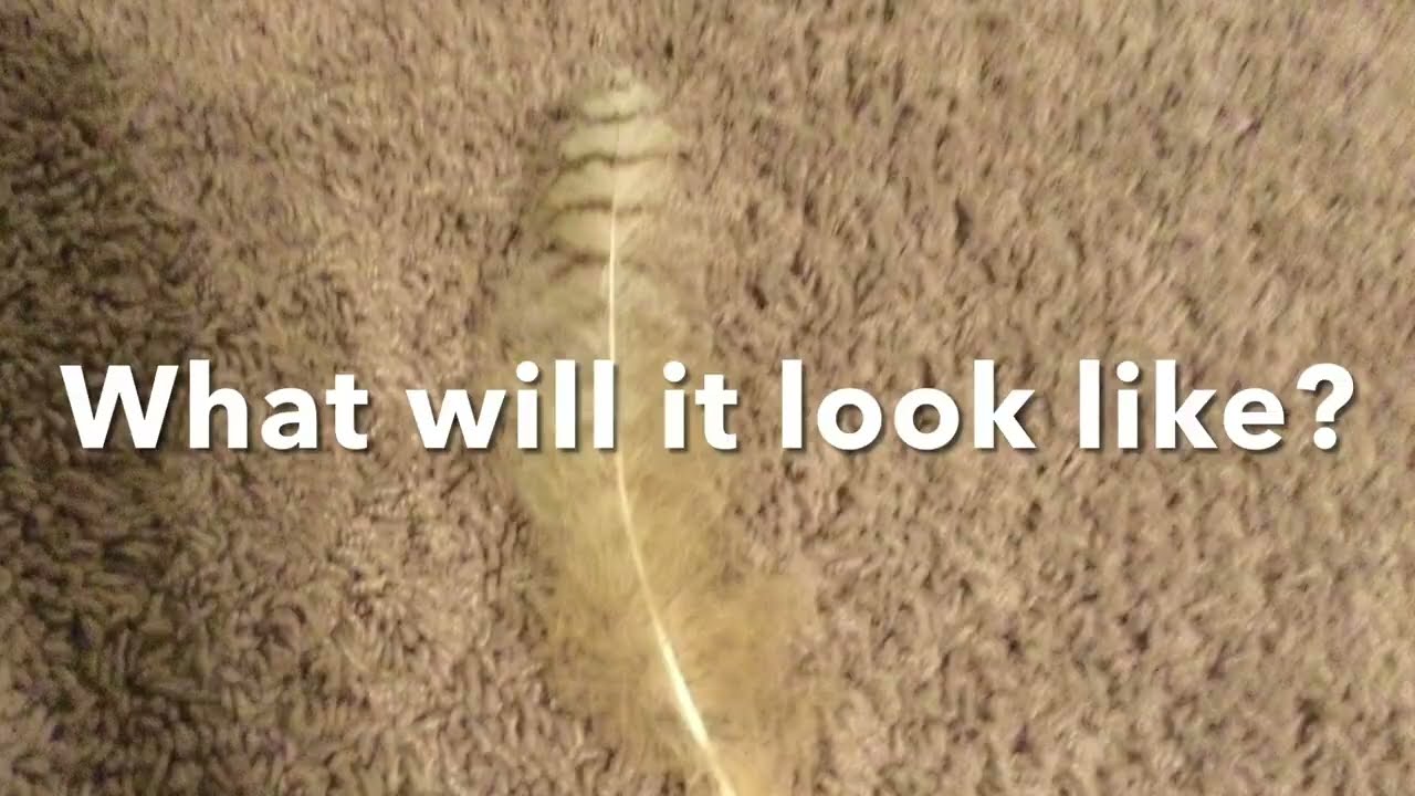 What Does An Owl Feather Look Like Under A Microscope