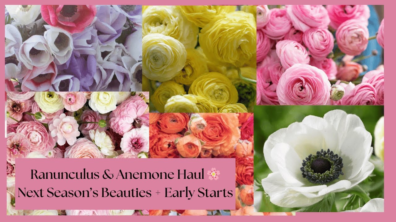 Our Ranunculus & Anemone Haul | Varieties We’re Growing + How to Start Them Now!