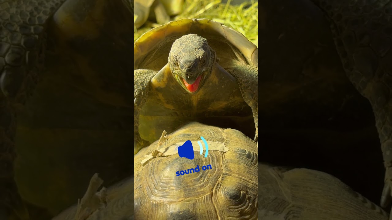 Funny Armenian Greek Tortoise! #greektortoise #tortoise #pet #animallover #pets #reptile #funny #lol
