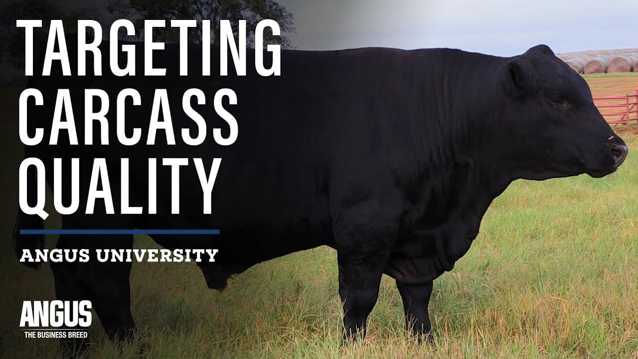 Breeding Cattle for Certified Angus Beef Premiums - Targeting the Certified Angus Beef Brand