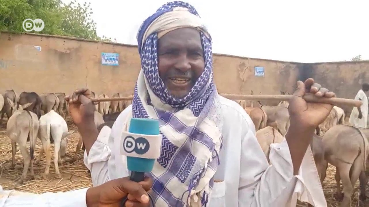 Sana'ar siyar da jakai a jihar Katsina Najeriya