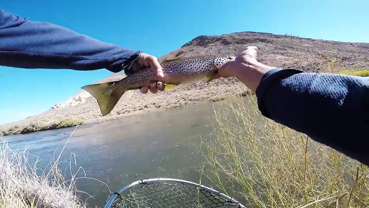 WwA Trout fishing highlights #54 (Music by Bruno E.)
