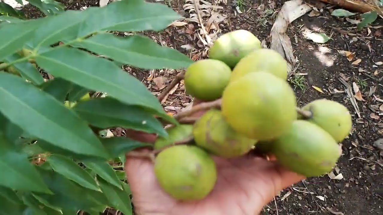 SERA QUE AS GALINHAS VAI DEIXA ? PLANTAMOS MILHOS NA NOSSA HORTA 