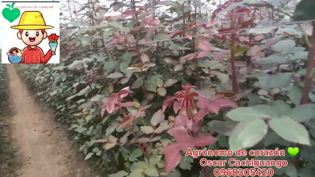 Resultados de un buen manejo fitosanitario y nutricional en cultivo de rosas.
