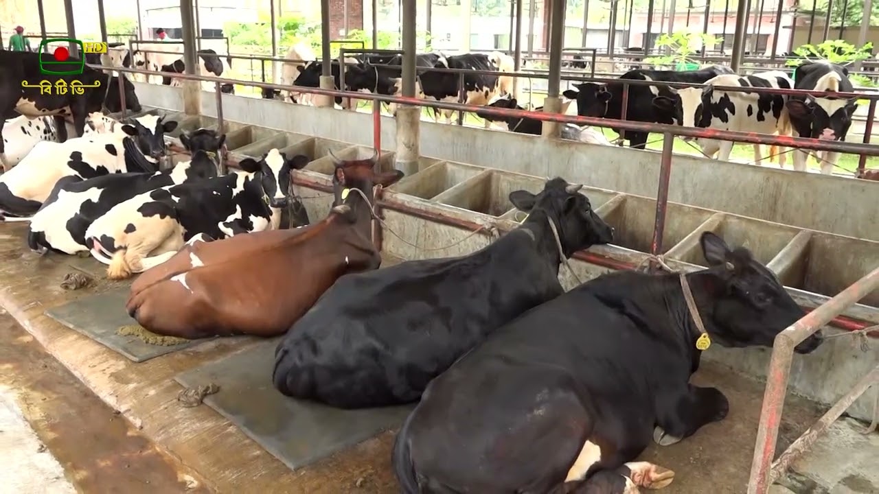 হরিরামপুরে কান্ট্রি ফিল্ড এর আধুনিক গরুর খামার