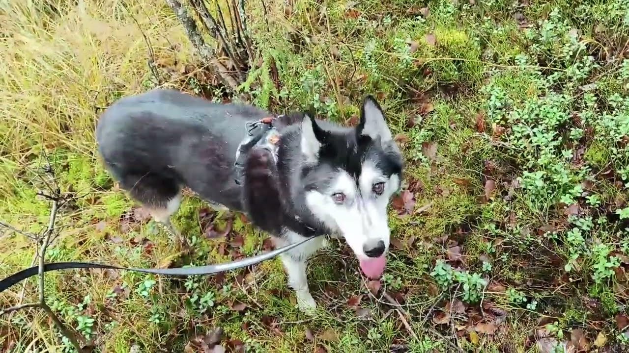 Nuuksion lenkki herra Murphyn kanssa