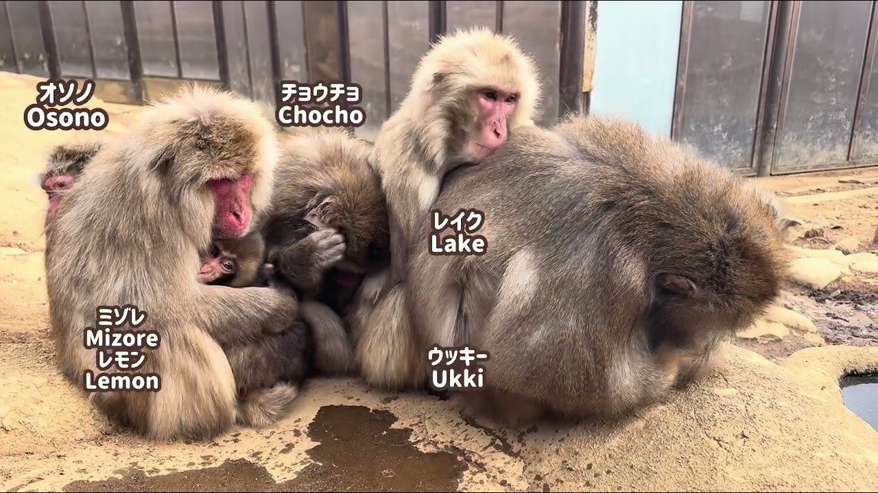 【高尾山さる園】色々なさるだんご