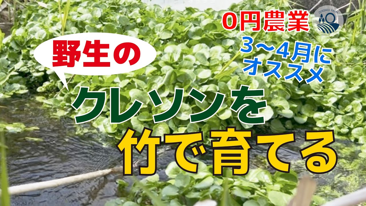 【#38】野生のクレソンを竹で栽培する