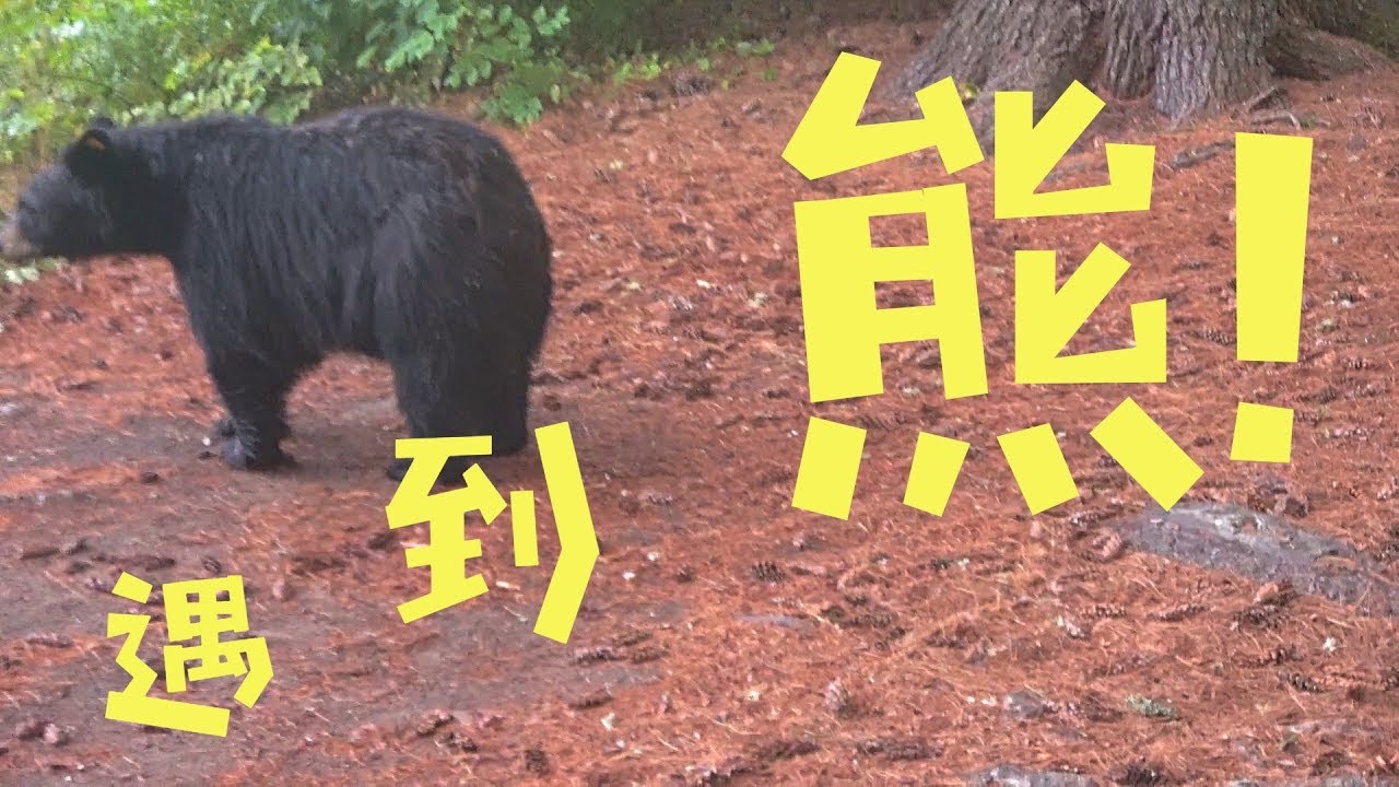 阿冈昆之夏（下集）——老五游记