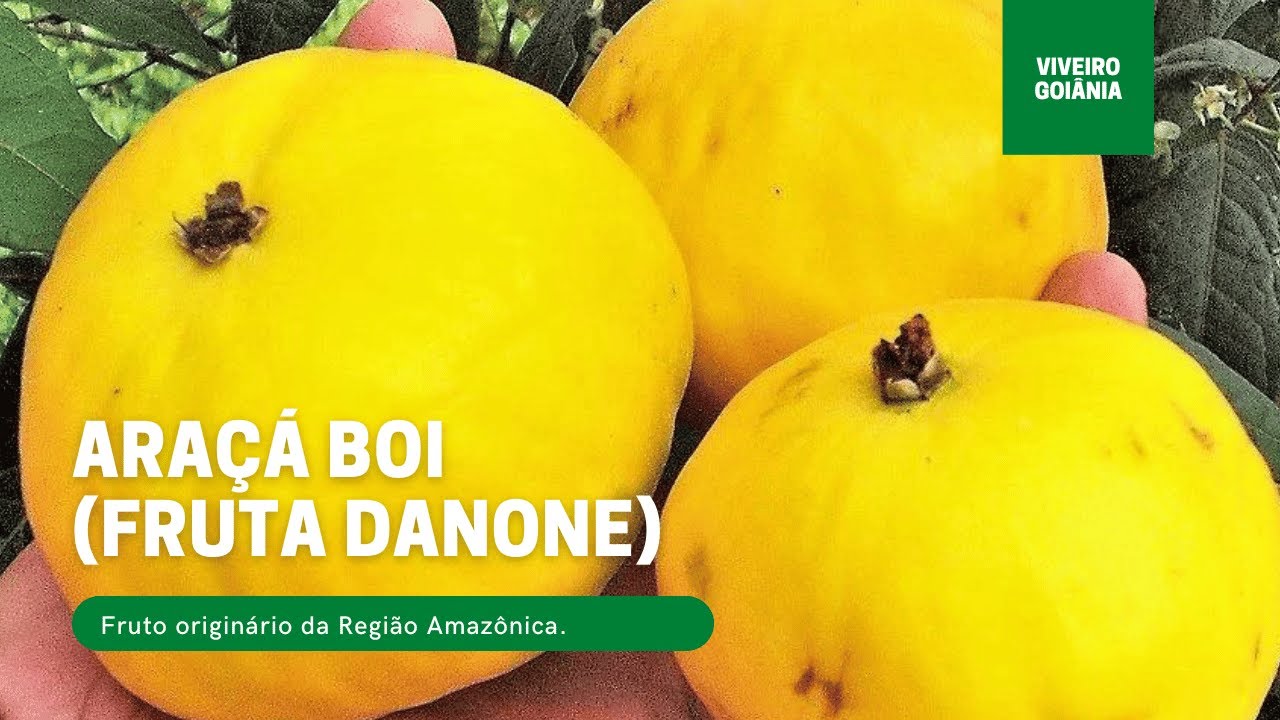 Mudas de Araçá Boi Produzindo (Fruta Danone)
