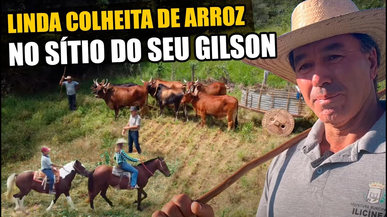 MUTIRÃO DA COLHEITA DE ARROZ EM FORTALEZA-MG