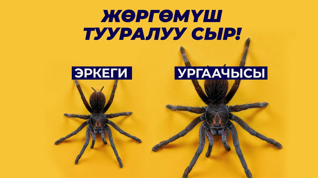 Жөргөмүштүн үйү