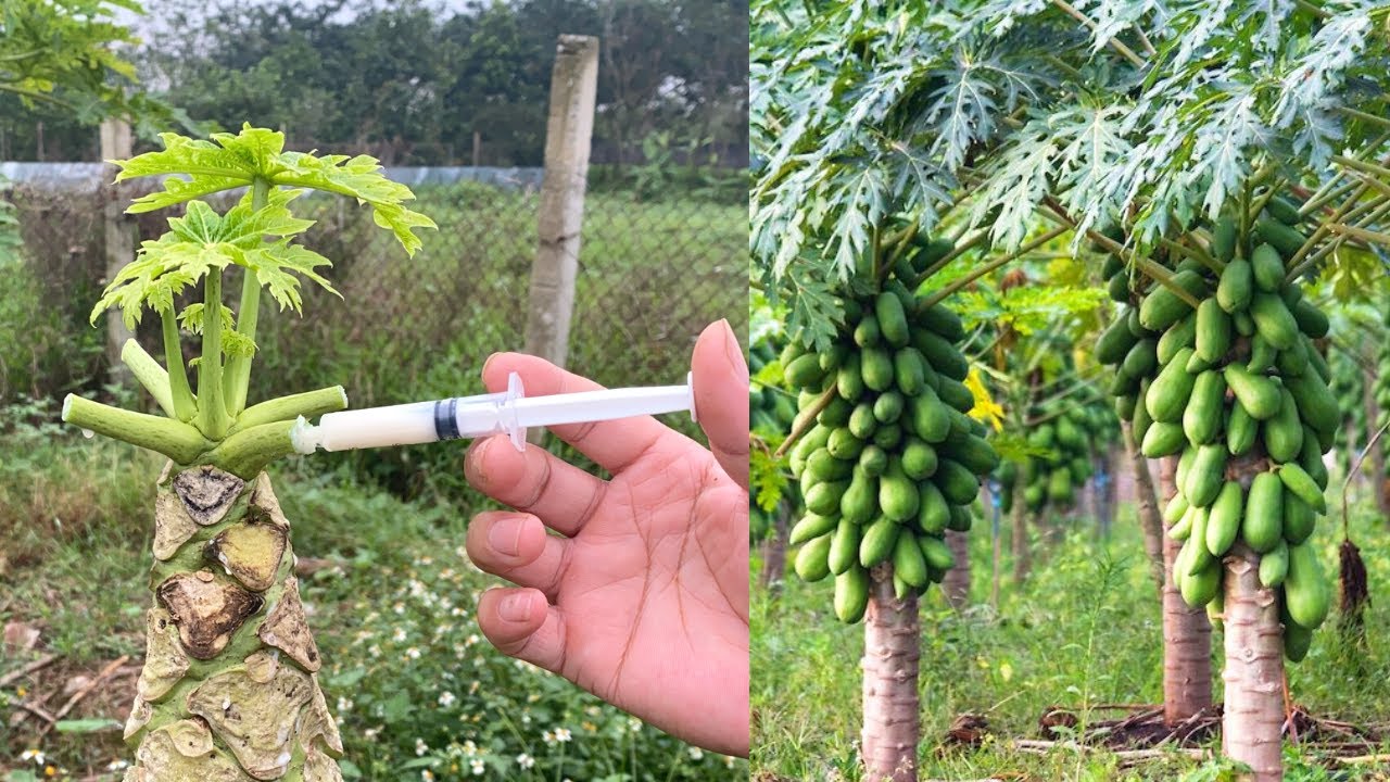 How to papaya tree care #papaya