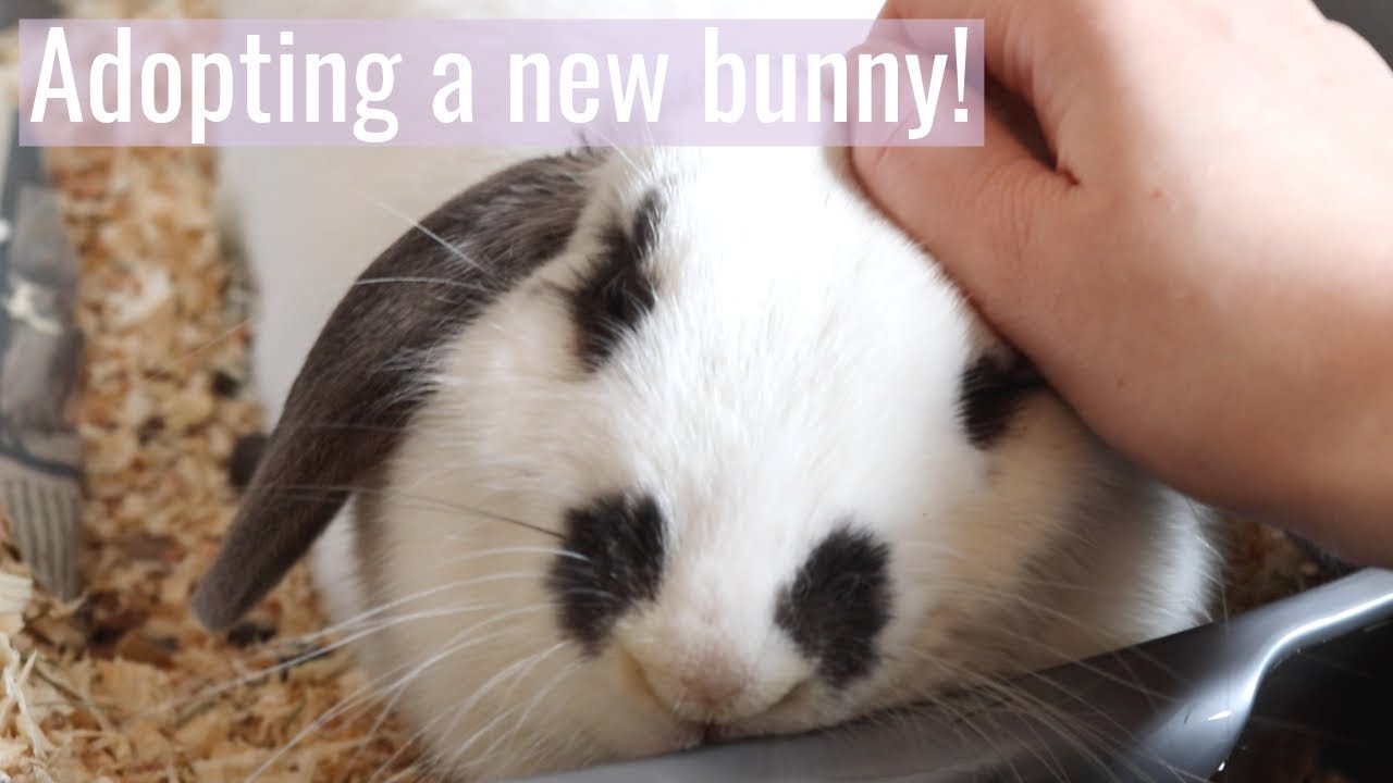 We Got Another Bunny | Vlog