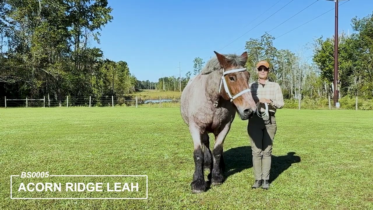 Acorn Ridge Leah Showmanship