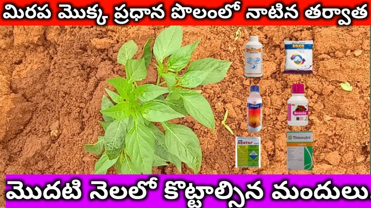 మిరప తోట వేసిన మొదటి నాలుగు స్ప్రైయింగ్స్ ఇవే || ఈ జాగ్రత్తలు పాటిస్తే తోట బుట్ట లాగా రావడం ఖాయం