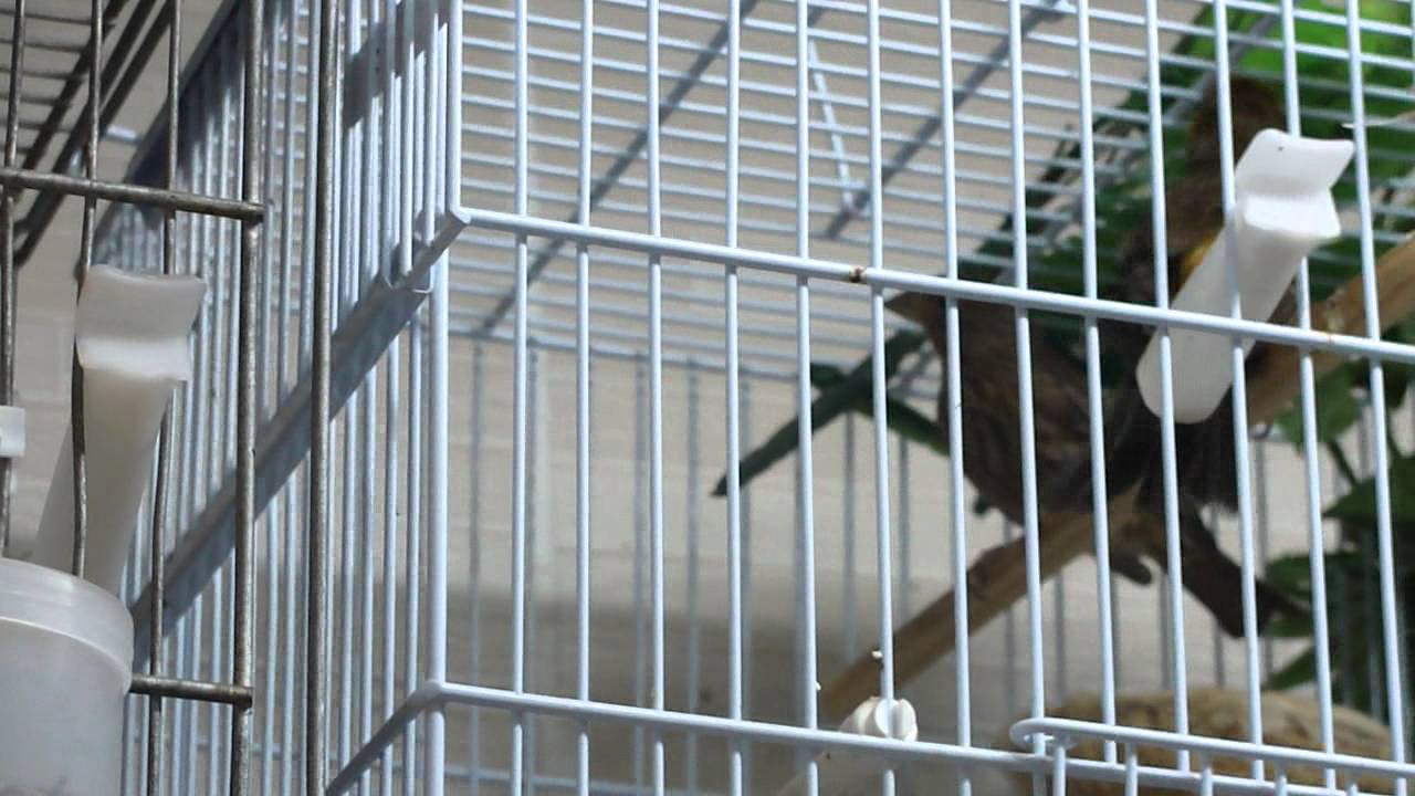 Carpodaco Mexicano cortejando (Carpodacus Mexicanus)