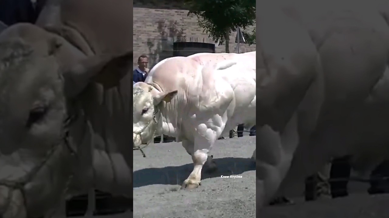 Belgium Blue Bull........    #shortsvideo #trendingshorts