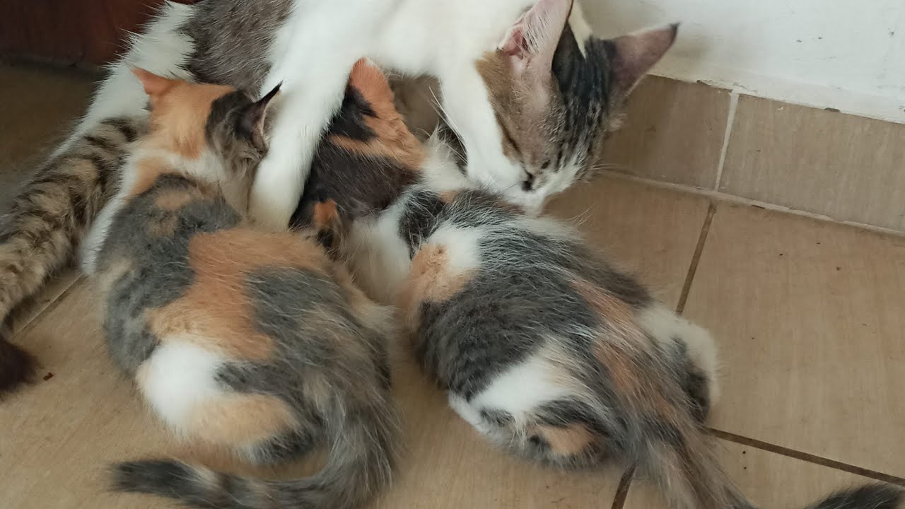 Cats & kittens are 840 & 749 & 675 & 592 & 491 & 474 & 426 & 350 & 235 & 197 & 97 & 257 &191 &89&55d