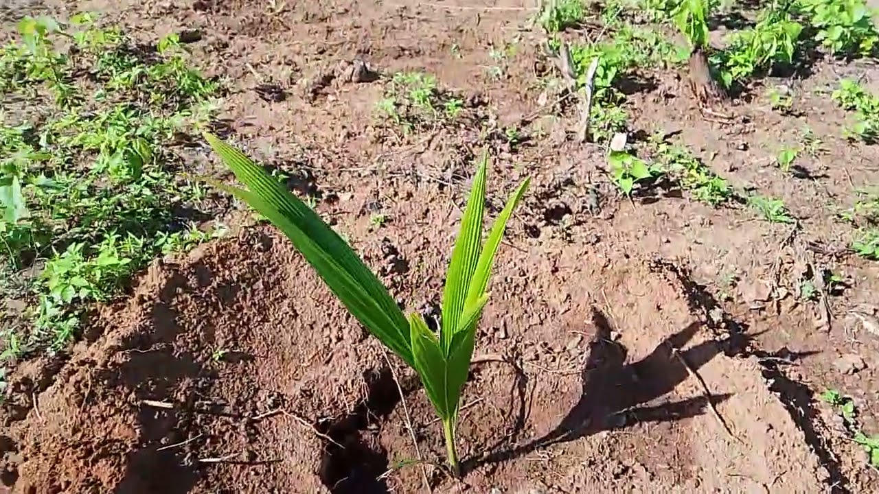 Sítio do zero vejam nossas primeiras plantas 