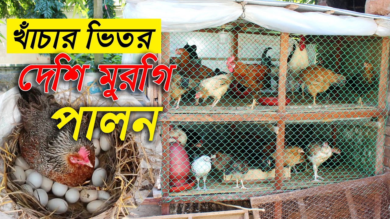 অল্প জায়গায় কম খরচে খাঁচার ভিতর দেশি মুরগি পালন | দেশি মুরগির খামার | Khachay desi murgi palon