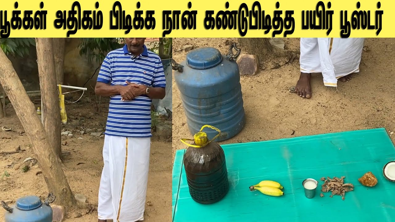 பூக்கள் அதிகம் பிடிக்க நான் கண்டுபிடித்த பயிர் பூஸ்டர்/A crop booster I found to get more flowers/
