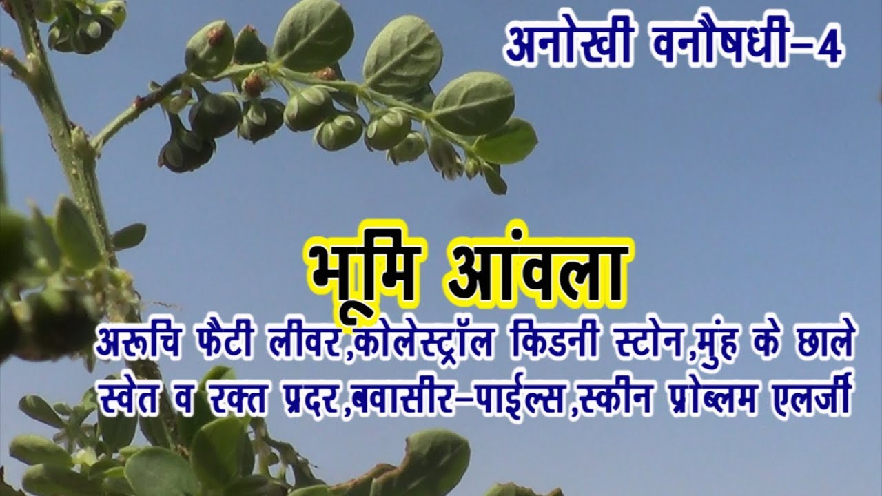 Vanoshadhi-4.भू-आंवला||fattyliver|cholesterol|kidneystone||likoria||pails||skin@DrManojYogacharya