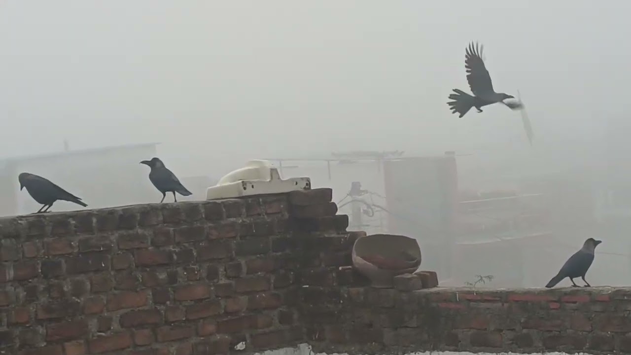 Bird's lover Aziz