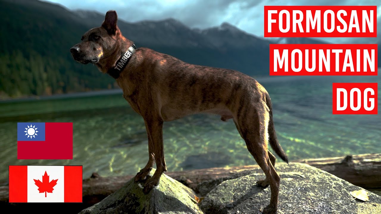 Formosan Mountain Dog